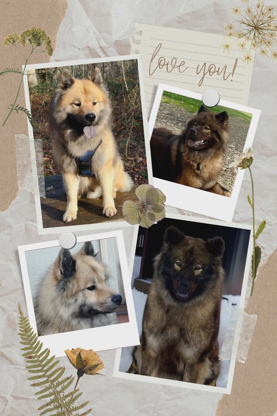 Saillie Selwyn et Sheyenne du Coeur de la Claudière