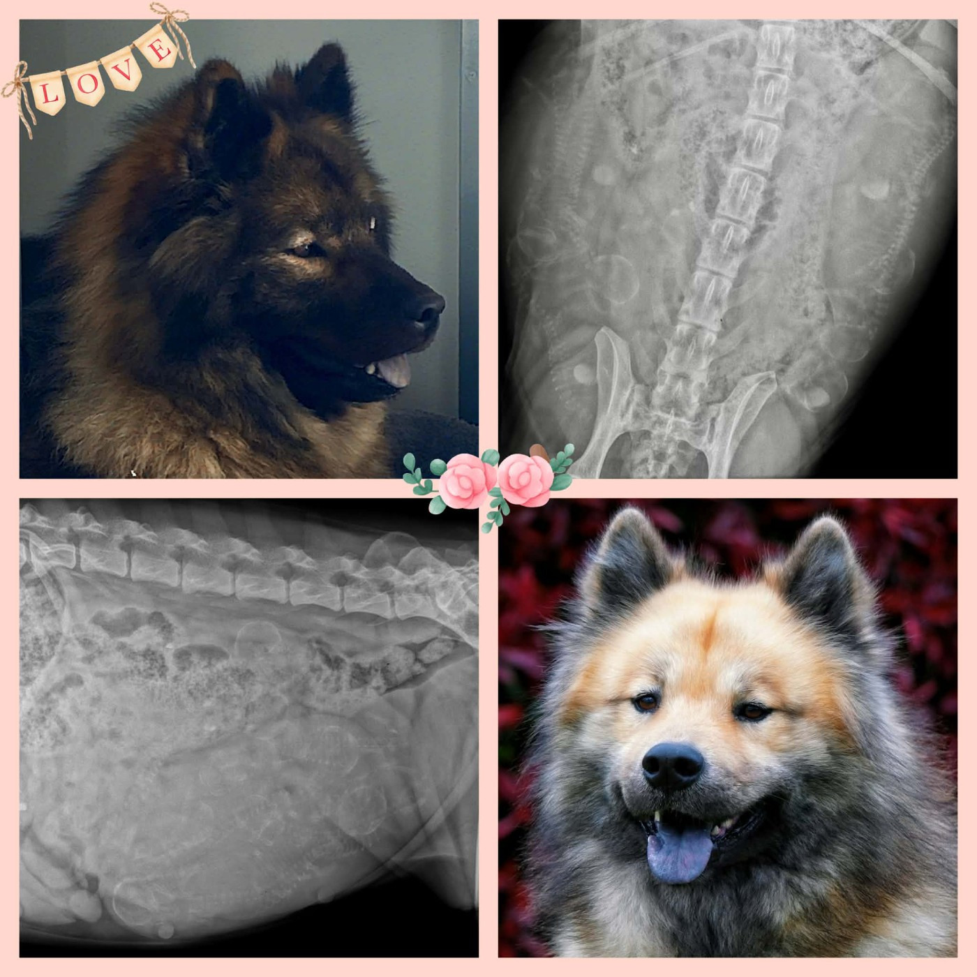 8 petits oursons attendus