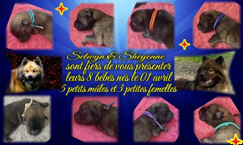 Chiots Selwyn & Sheyenne