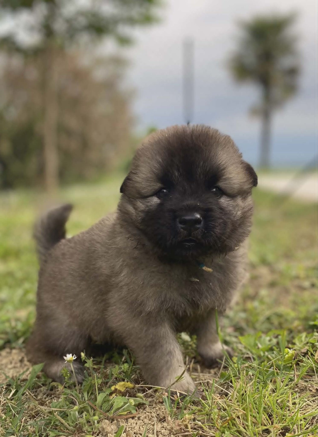 chiots Sheyenne & Selwyn 4 semaines