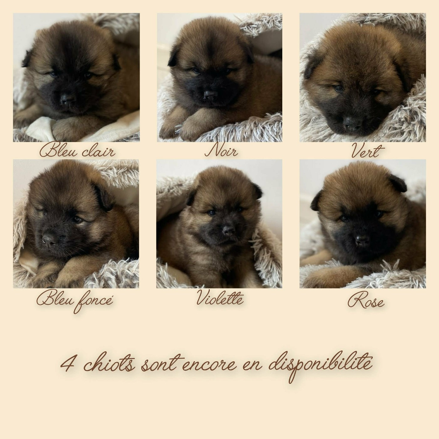 Du Coeur De La Claudière - 4 Petits loulous en disponibilité