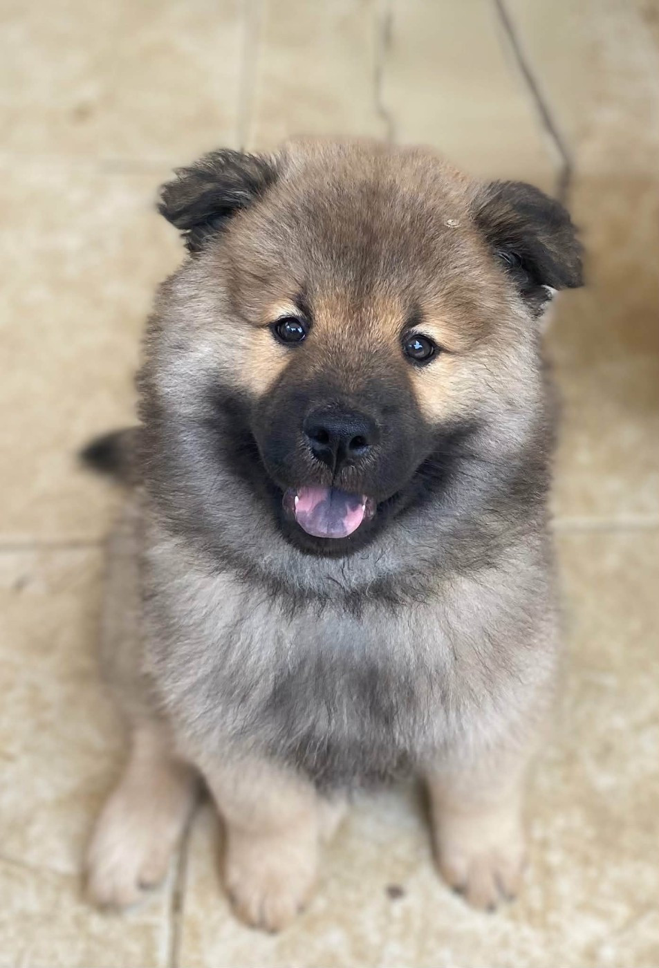 Chiot disponible Baloo
