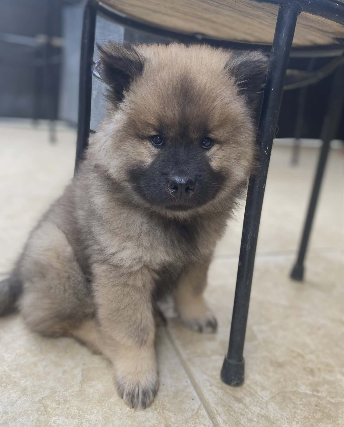 Chiot disponible Bella