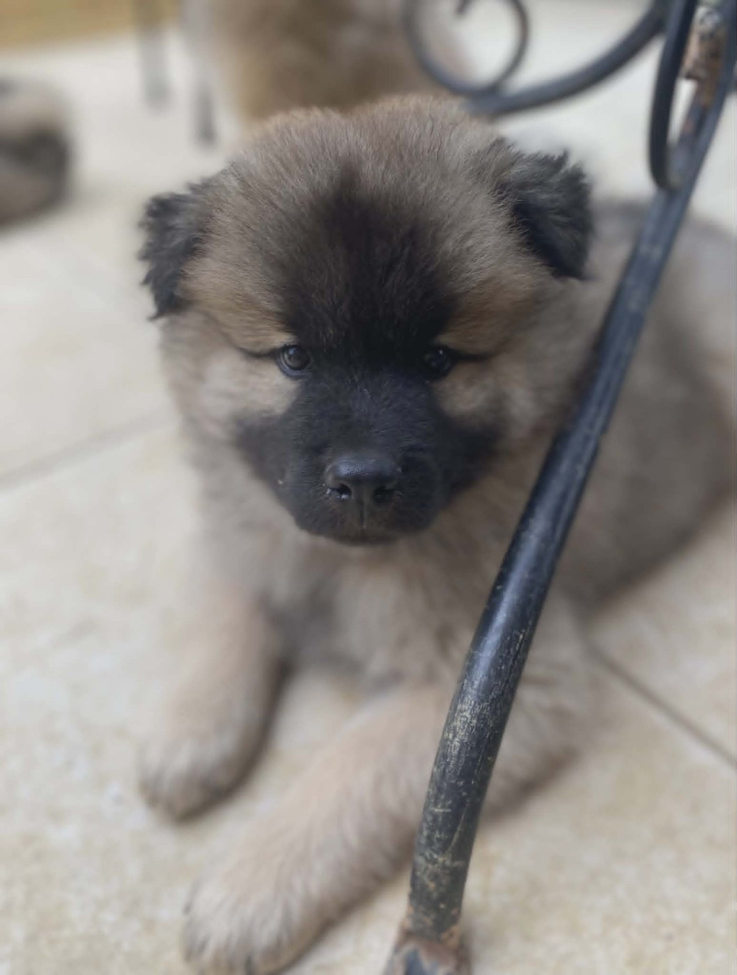 Chiot disponible Bobby