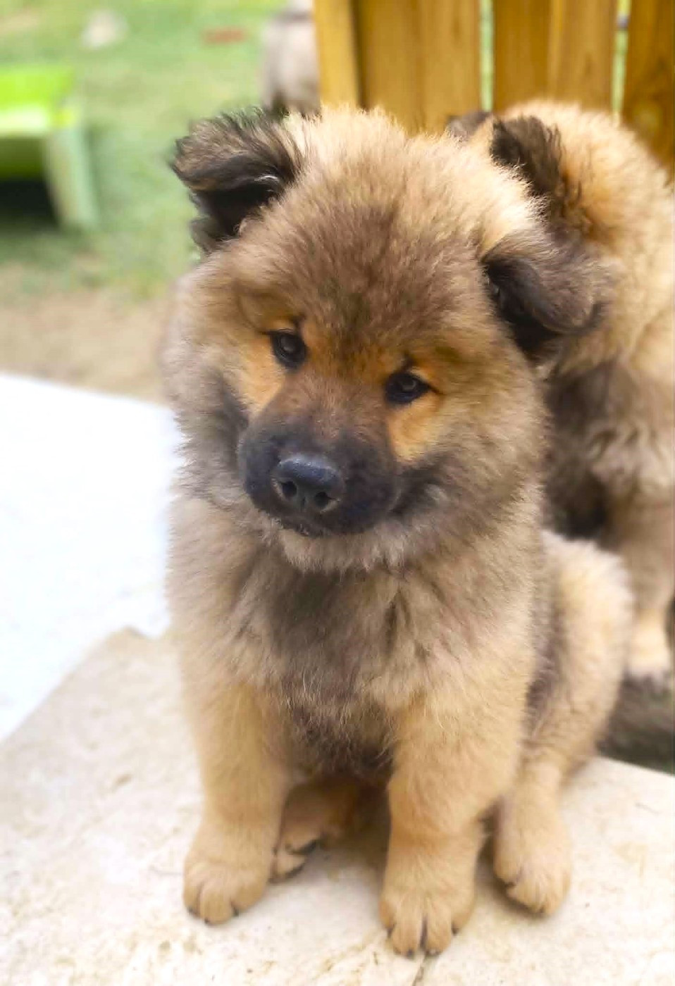 Chiot disponible