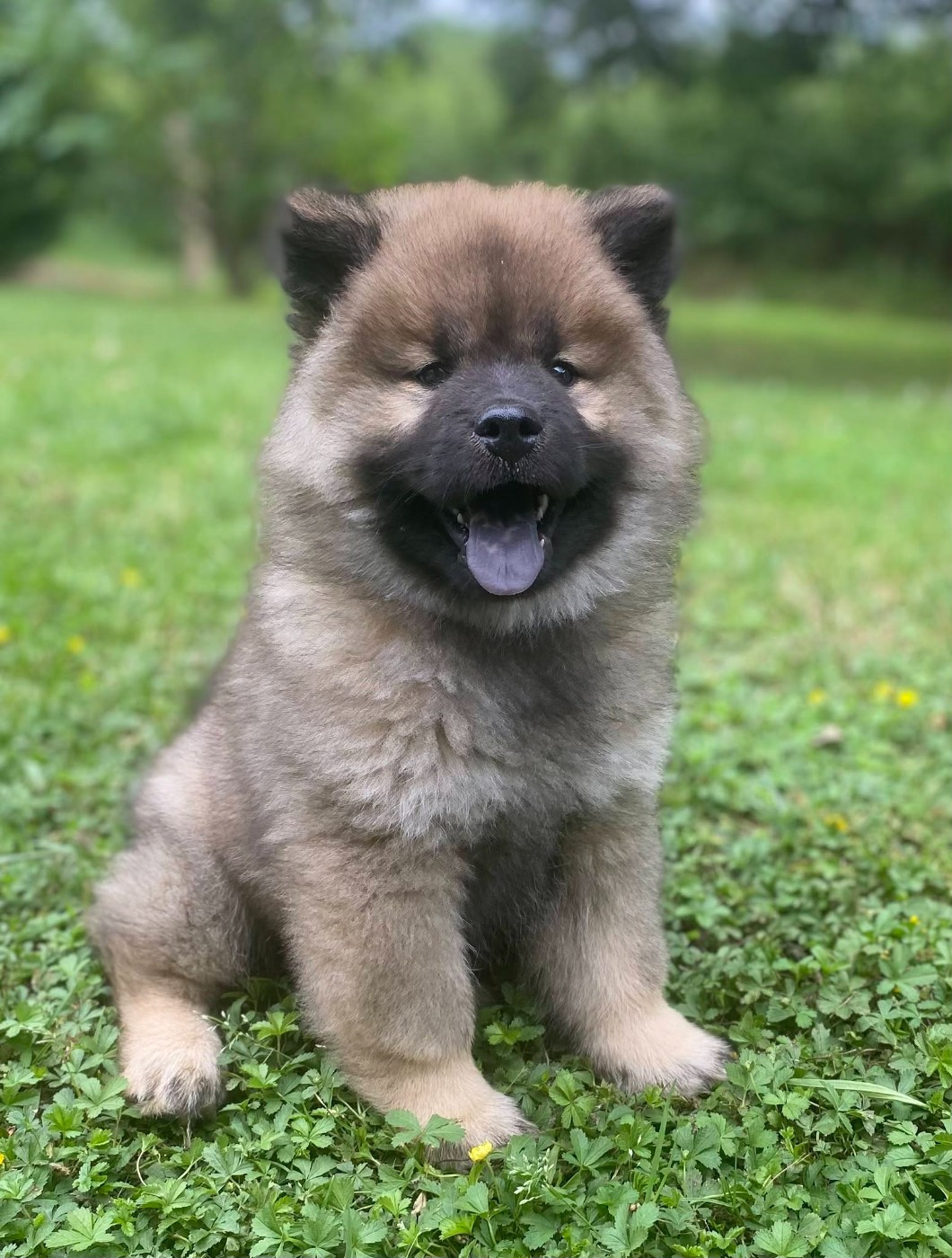 Chiot DISPONIBLE