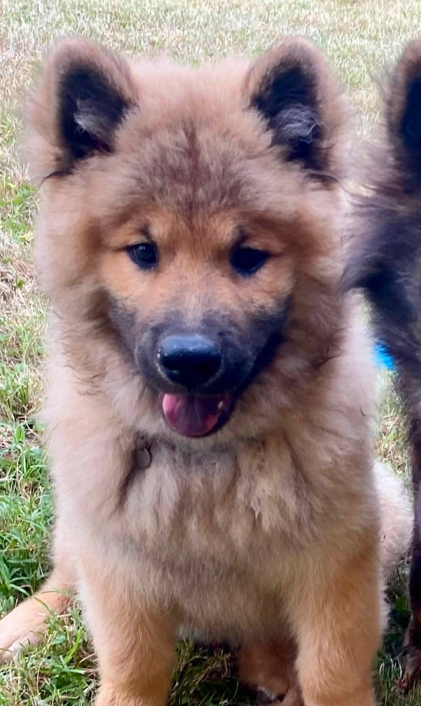 Baloo