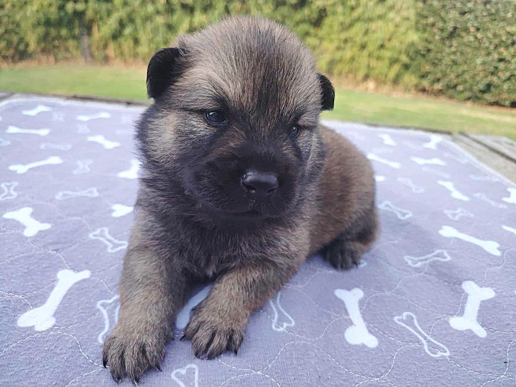 Du Coeur De La Claudière - Chiots disponibles - Eurasier