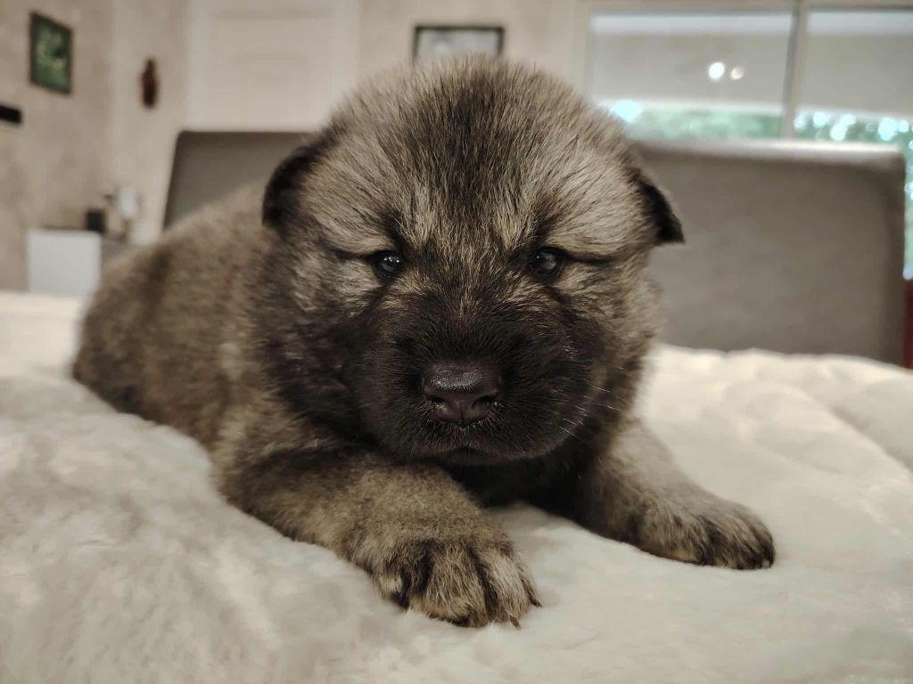 Du Coeur De La Claudière - Chiots disponibles - Eurasier