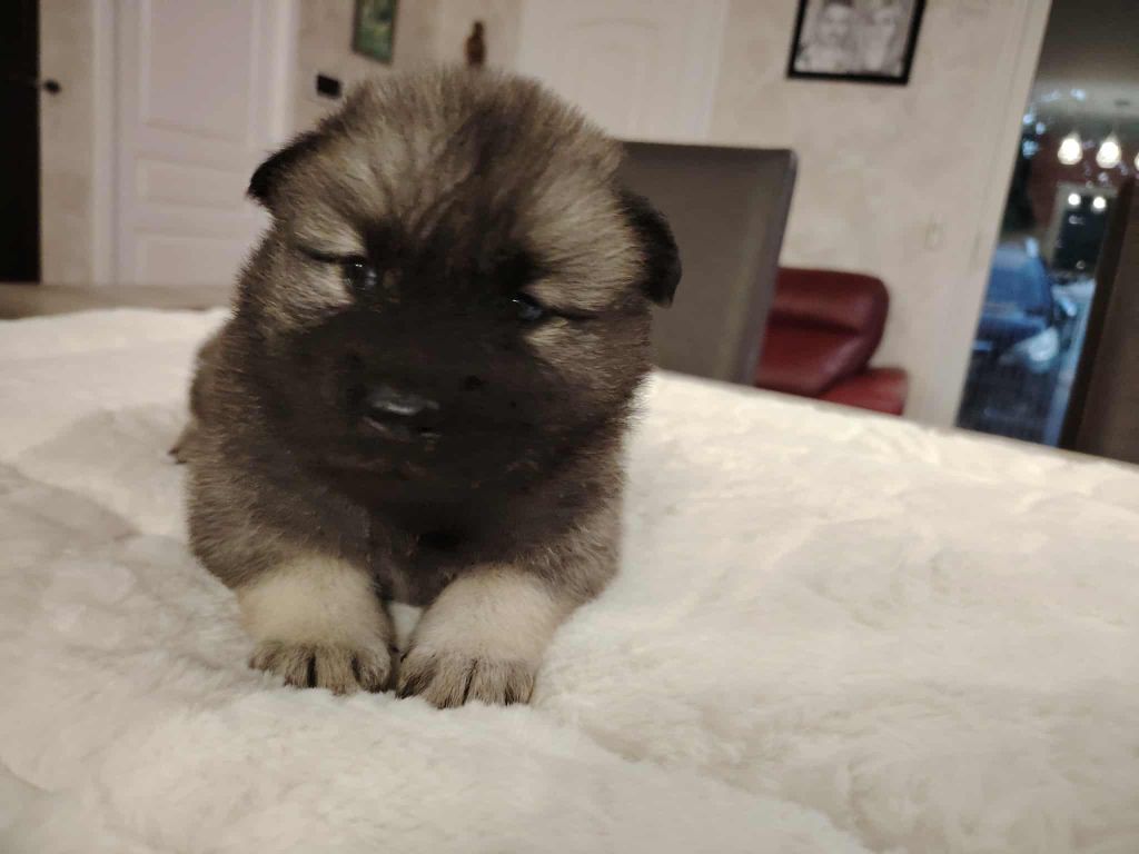 Du Coeur De La Claudière - Chiots disponibles - Eurasier