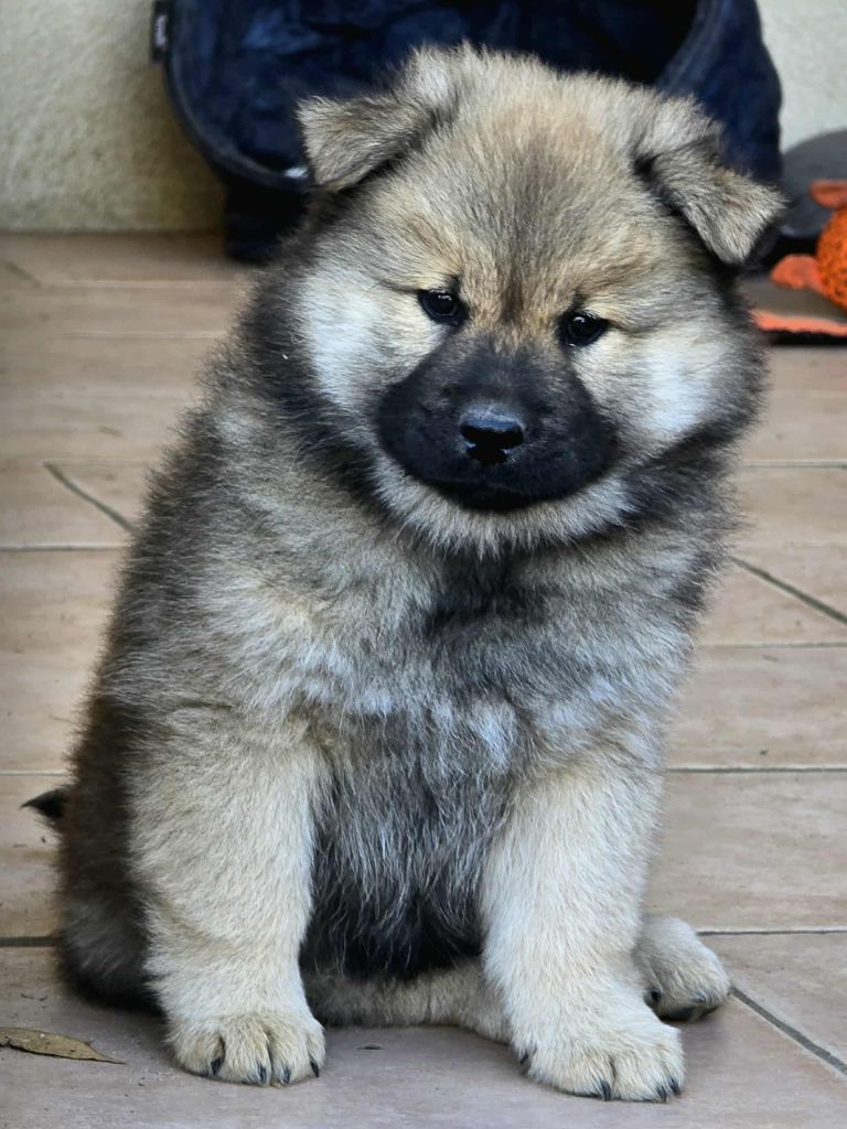 Du Coeur De La Claudière - Chiots disponibles - Eurasier