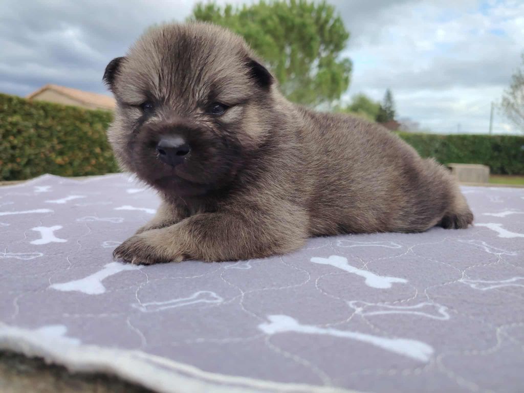 Du Coeur De La Claudière - Chiots disponibles - Eurasier