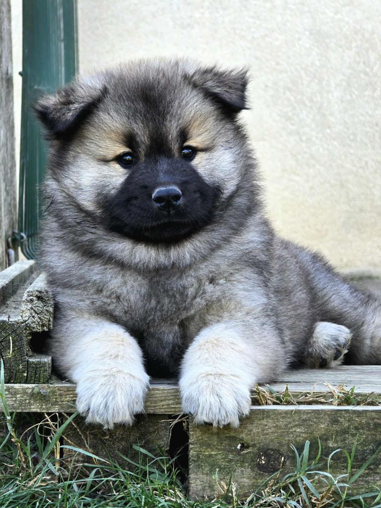 Du Coeur De La Claudière - Chiots disponibles - Eurasier