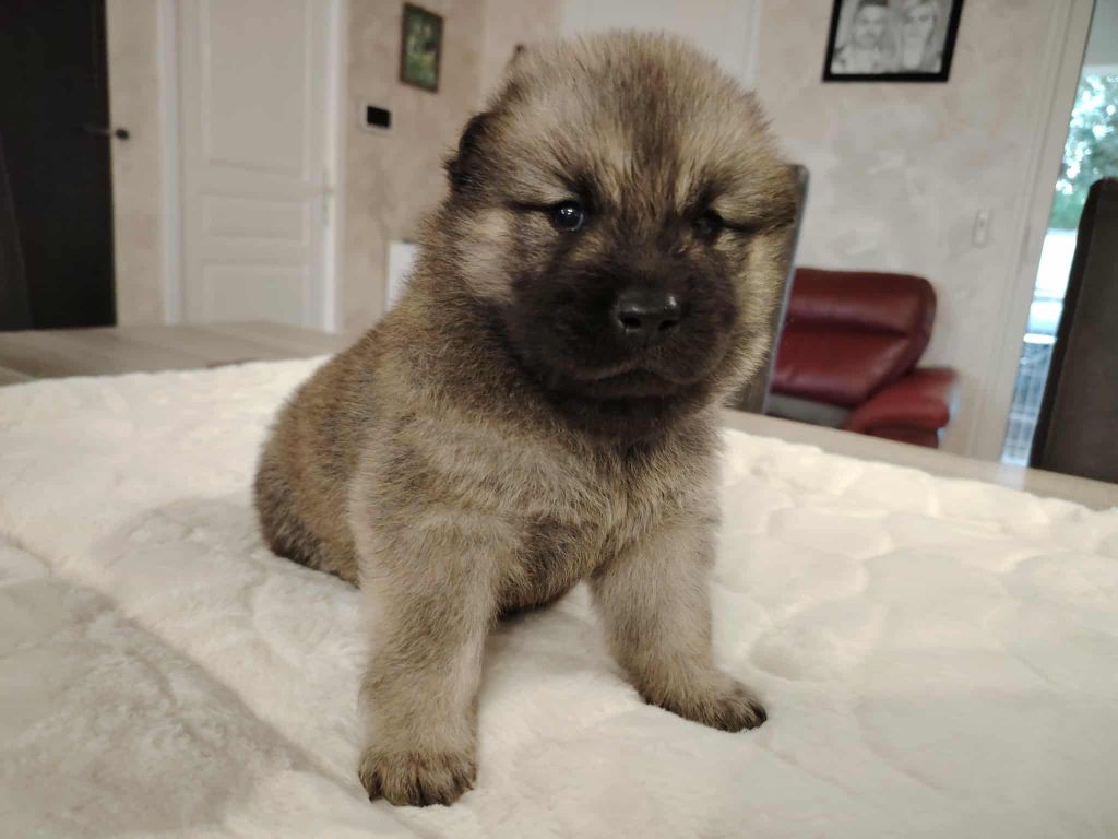 Du Coeur De La Claudière - Chiots disponibles - Eurasier