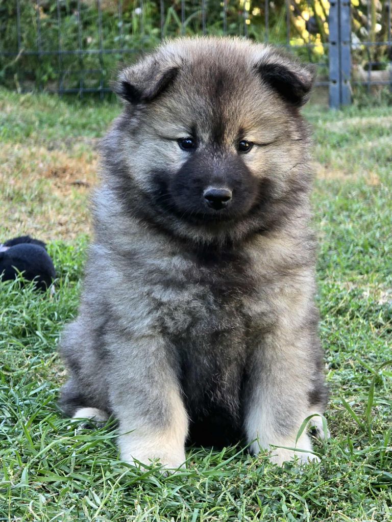 Du Coeur De La Claudière - Chiots disponibles - Eurasier