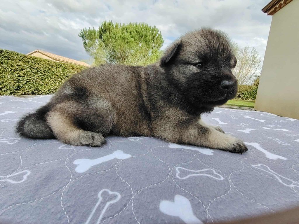 Du Coeur De La Claudière - Chiots disponibles - Eurasier