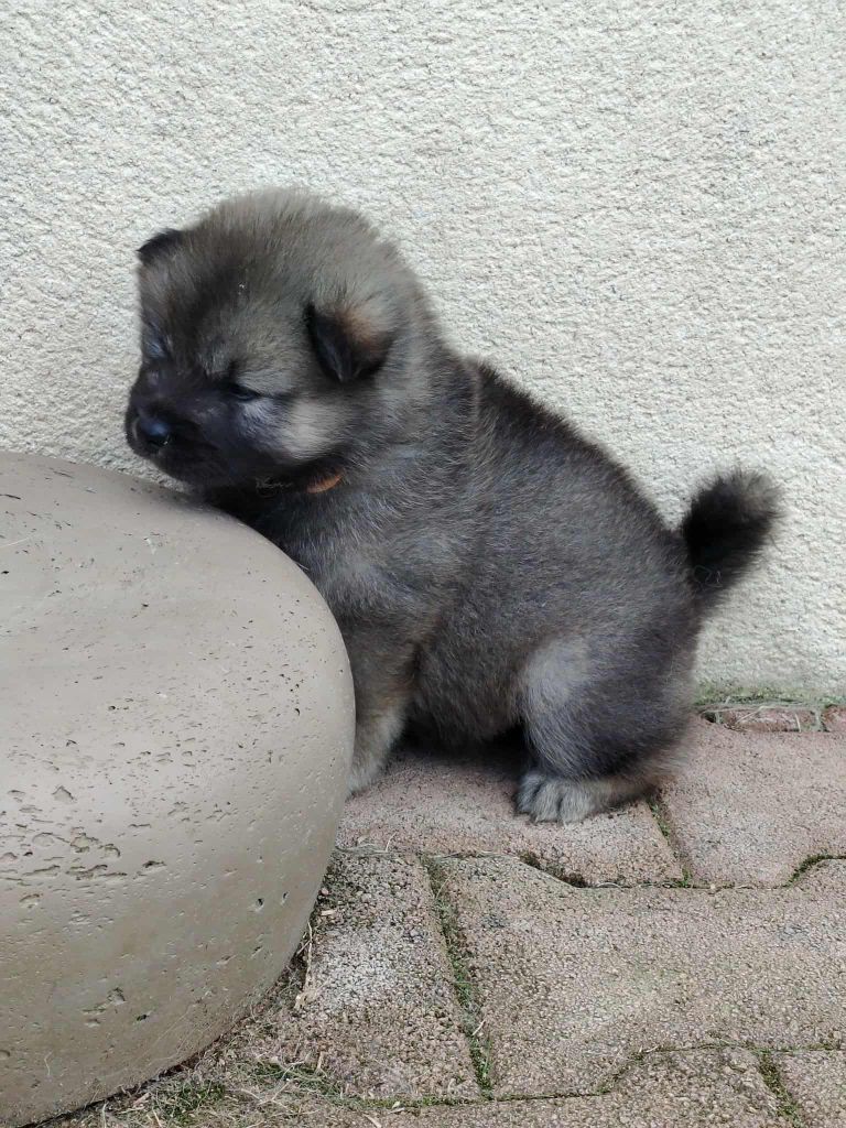 Du Coeur De La Claudière - Chiots disponibles - Eurasier