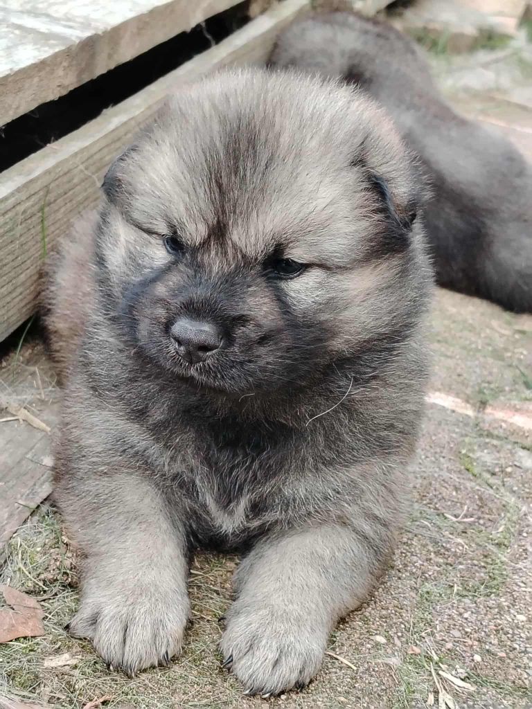 Du Coeur De La Claudière - Chiots disponibles - Eurasier