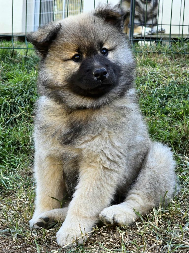Du Coeur De La Claudière - Chiots disponibles - Eurasier