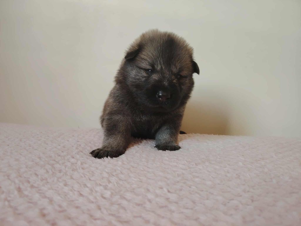 Du Coeur De La Claudière - Chiots disponibles - Eurasier
