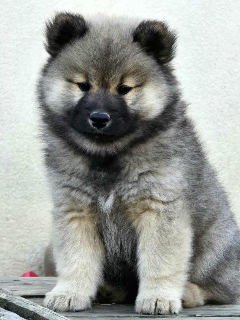 Du Coeur De La Claudière - Chiots disponibles - Eurasier