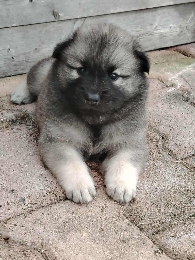 Du Coeur De La Claudière - Chiots disponibles - Eurasier