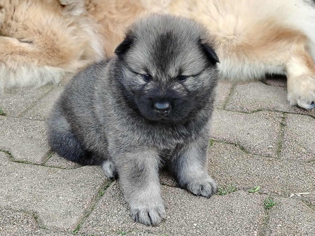 Du Coeur De La Claudière - Chiots disponibles - Eurasier