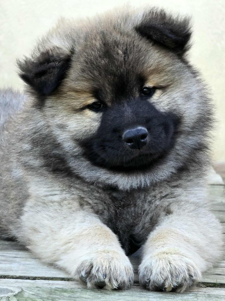 Du Coeur De La Claudière - Chiots disponibles - Eurasier