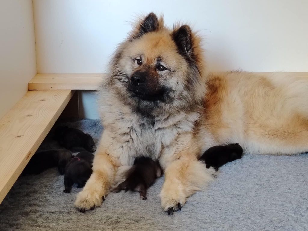 Chiot Eurasier Du Coeur De La Claudière