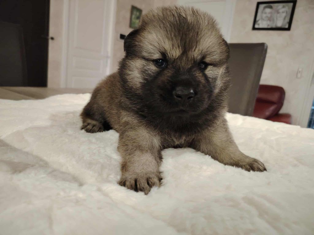 Du Coeur De La Claudière - Chiots disponibles - Eurasier