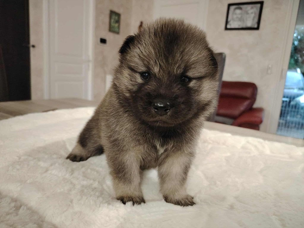 Du Coeur De La Claudière - Chiots disponibles - Eurasier