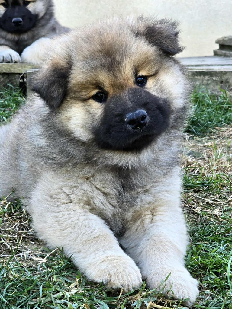 Du Coeur De La Claudière - Chiots disponibles - Eurasier