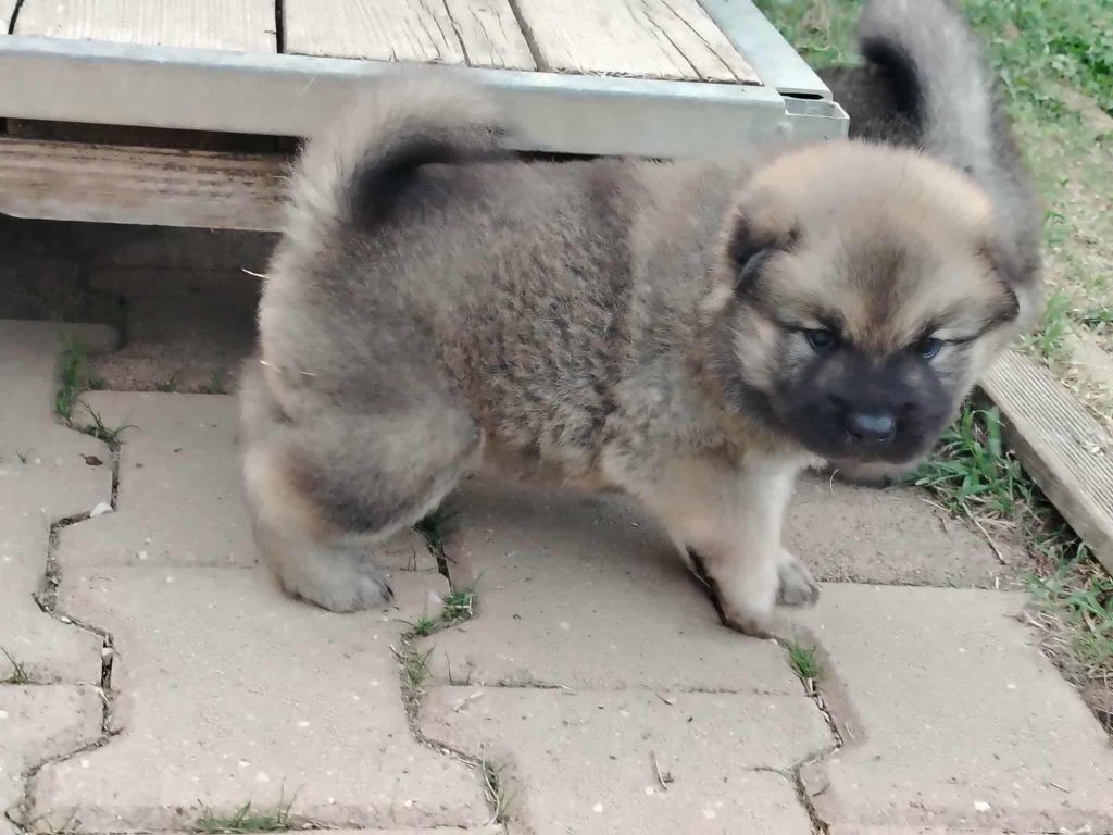 Du Coeur De La Claudière - Chiots disponibles - Eurasier