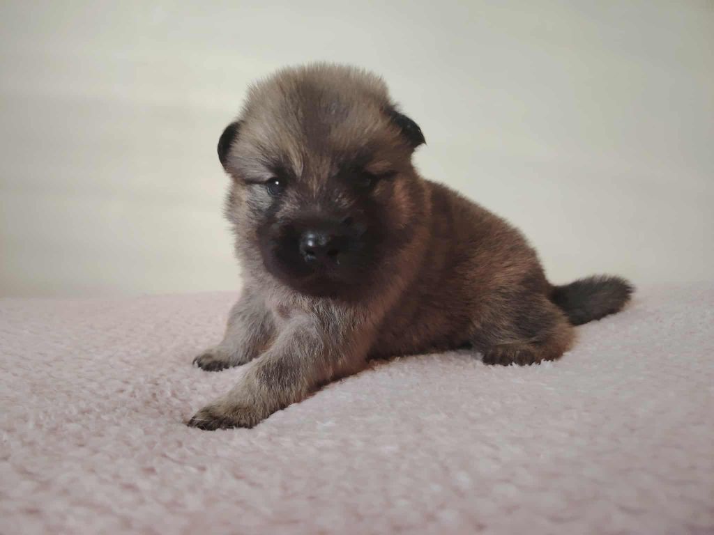 Du Coeur De La Claudière - Chiots disponibles - Eurasier